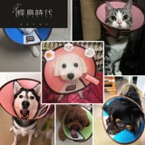 Элизабет кошка кошка, покрывающая кошку, лизающую анти -сат -домашнюю собаку Элизабет Стыд, оскорбительный ошейник Круг