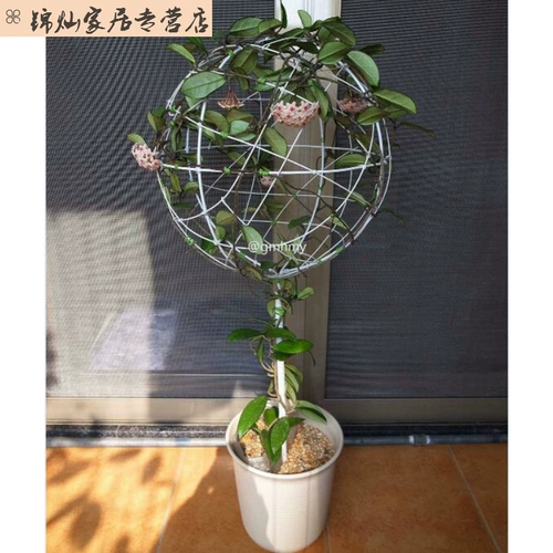 Бесплатная доставка Lollipop Clacking Vines