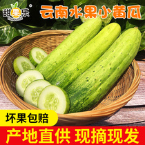 Sweet Fruit Le Yunnan Fruit Cucumber Vegetables Fresh Farmers Self-grown Wholesale Non-Shandong Drought Cucumber