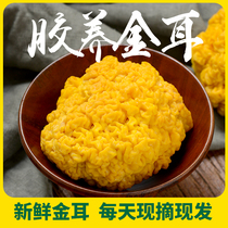 Gutian specialty produces fresh golden ear 500g gold ear ear ear ear ear glue multi - nutritional lotus scuff airlift