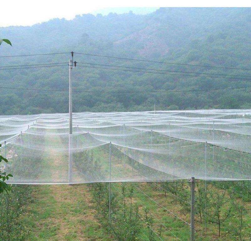 Greenhouse Bird Prevention Nets Strawberry Garden 10 7 m Pear Tree Nets Nets Hood Tiannets Yard ISOLATED STOP BIRD FENCE NET-TAOBAO