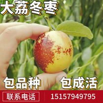 Dali winter jujube seedlings extra large fruit trees planted in the north and south live seedlings potted grafted jujube seedlings bearing fruit in the same year