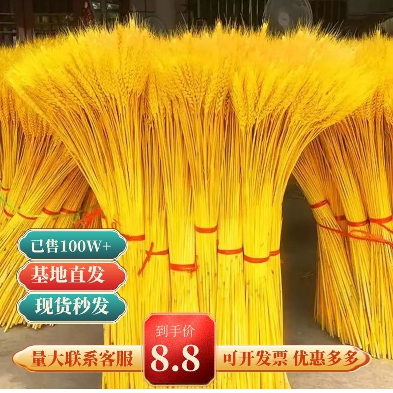 Wheat Ears Real Flowers Open Barley Flower Bouquet Family Residence Decoration Shooting Props Natural Reed Dried Flowers Rice Ears Sorghum Hem