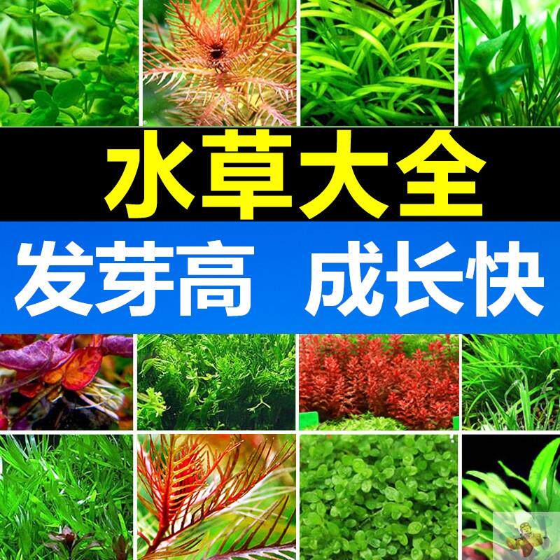 Lazy water grass entry-level oxygenated freshwater four seasons fish tank decoration simulation of green plants and aquatic plants