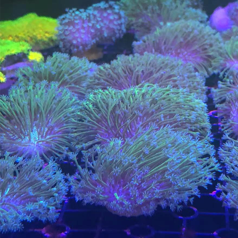 新手入门荧光长须豆芽皮革珊瑚海缸，软体LPS拼盘打造梦幻海底世界？2025年最全解析