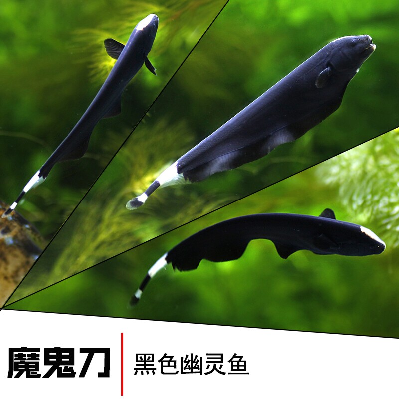 2024.10.20最新作品 熱帯魚七星刀 （七星刀鱼白化金刀活体大型观赏鱼龙 