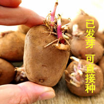 Germination Potato Seeds Virus-free Potato Seed Potato Yunnan Red Skin Yellow Heart Potato Seeds High Yield Potato Old Varieties