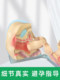 Gynecology teaching model adult fertility soft silicone contraceptive examination uterine pelvic floor muscle closure postpartum health teaching aid