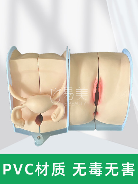 Gynecology teaching model adult fertility soft silicone contraceptive examination uterine pelvic floor muscle closure postpartum health teaching aid