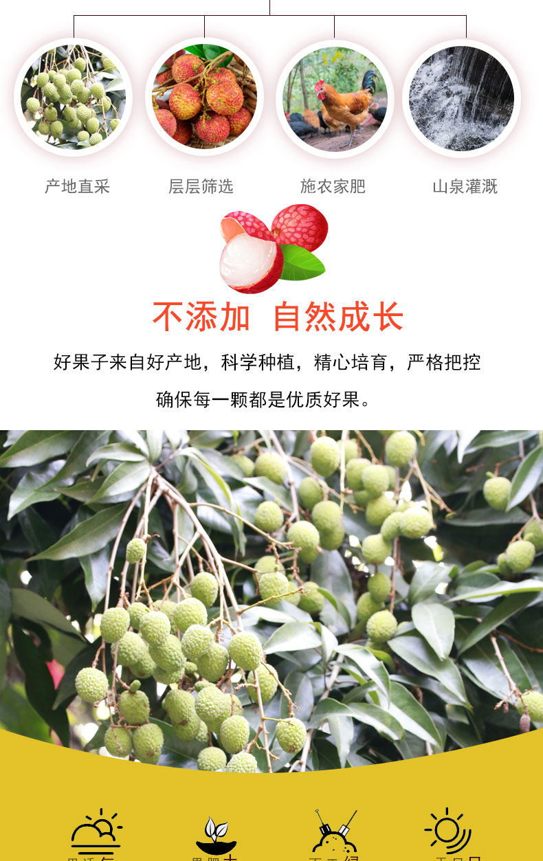 简果社 海南妃子笑荔枝 净重5斤 图6