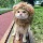 Кошка лев головной убор домашний щенок собака забавный головной убор милый медведь шляпа для переодевания маленькая собака аксессуары украшения mini 2