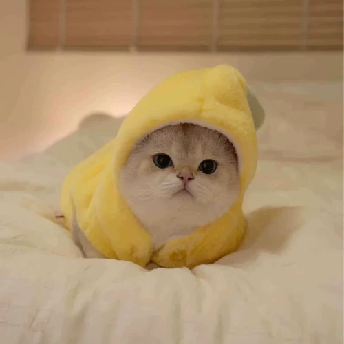 Одежда для кошек, милая трансформирующаяся одежда в виде банана, осенне-зимняя плюшевая бархатная утепленная теплая кукольная одежда с золотым градиентом, котята, домашние животные, собаки