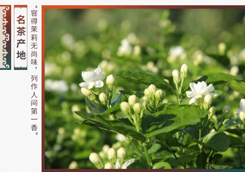 中粮中茶 蝴蝶牌 一级茉莉花茶铁罐装 227g 图4