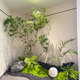 High-Quality Artificial Horsewood Green Plant for Landscaping, Window Display, Indoor Banyan Tree Decoration, Large Artificial Tree, Simple Landscape