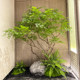 High-Quality Nandina Bamboo Simulated Green Plants Indoor Landscaping Staircase Window Decoration Floor-Standing Ornaments Scandinavian Style Bionic Fake Trees