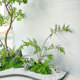 High-End Artificial Horsewood Display Window Landscaping Plant, Indoor Biomimetic Green Plant Decoration Tree, Large Fake Tree for Simple Landscape Design