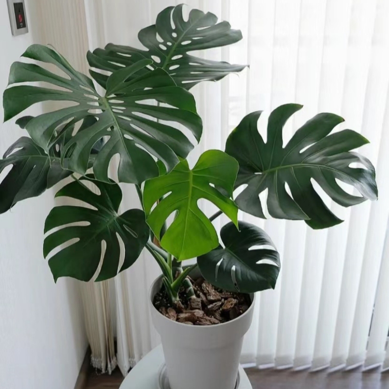 Large-Leaf Monstera Potted Plant, Indoor Hydroponic or Soil-Grown, Easy-To-Care-For Plant That Purifies the Air, Flower and Green Plant Seedling