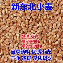 Wheat grains 2023 new northeastern wheat brewing dry wheat germination pigeon food chicken duck goose feed