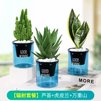 [Синий горшок с радиационным пакетом] Алоэ + Тигровая орхидея + Ван Чжуншань (бесплатное удобрение)