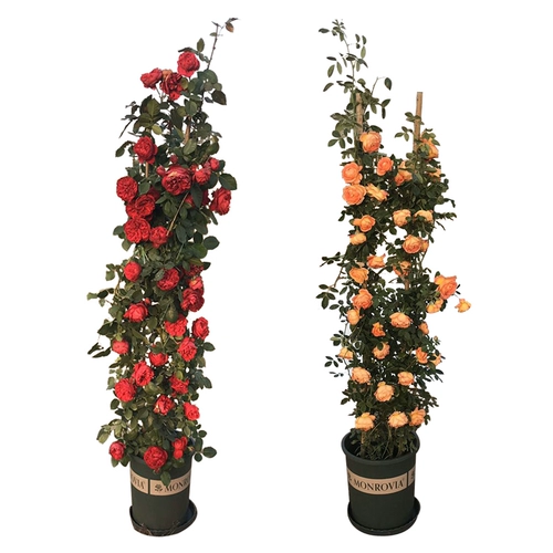 Тенг Бен Роуз рассаду цветов великие цветы, скалолавные саженцы розы в четыре сезона четыре цветочных сада сад растения легко жить