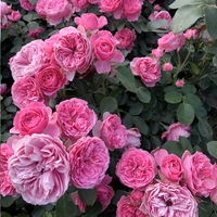 Розовый да [1,5 метра]