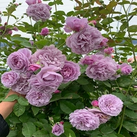 Лавандовый, 1.5м