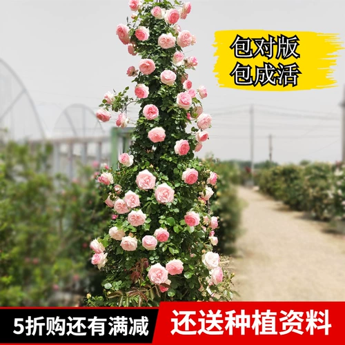 Тенг Бен Роуз рассаду цветов великие цветы, скалолавные саженцы розы в четыре сезона четыре цветочных сада сад растения легко жить