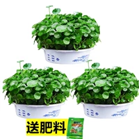 [Выживание с пакетом листьев] 3 горшка с пышной медной денежной травой без горшка + питательный раствор