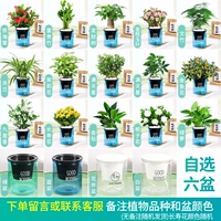 ✅【Шесть горшков на выбор】Обратите внимание на сорт растения и цвет горшка (удобрения включены)