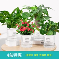 [Специальное предложение на 4 горшка] Денежное дерево + Потос + Тихайтан + Яшма (бесплатное удобрение)