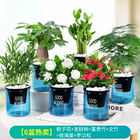 ✅[Горячая распродажа, 6 горшков] Гардения + Денежное дерево + Счастливый бамбук + Спаржа + Железная бегония + Подокарпус (бесплатное удобрение) (Синий горшок с добрым утром)