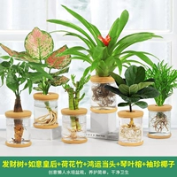 6 горшков [Тип B] Денежное дерево, Королева Жуи, Бамбуковый лотос, Удача, Фикус с листьями скрипки, Карманный кокос