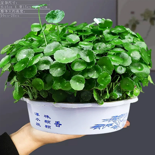 Четыре сезона хорошая медная монета