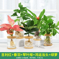 5 горшков [Тип C] Благоприятный красный цвет, весеннее перо, лист скрипки, инжир, удача, золотой кудзу.