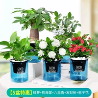 [Специальное предложение на 5 горшков] Потос + Железная бегония + Гурисян + Денежное дерево + Гардения (Бесплатное удобрение) (Синий горшок с добрым утром)