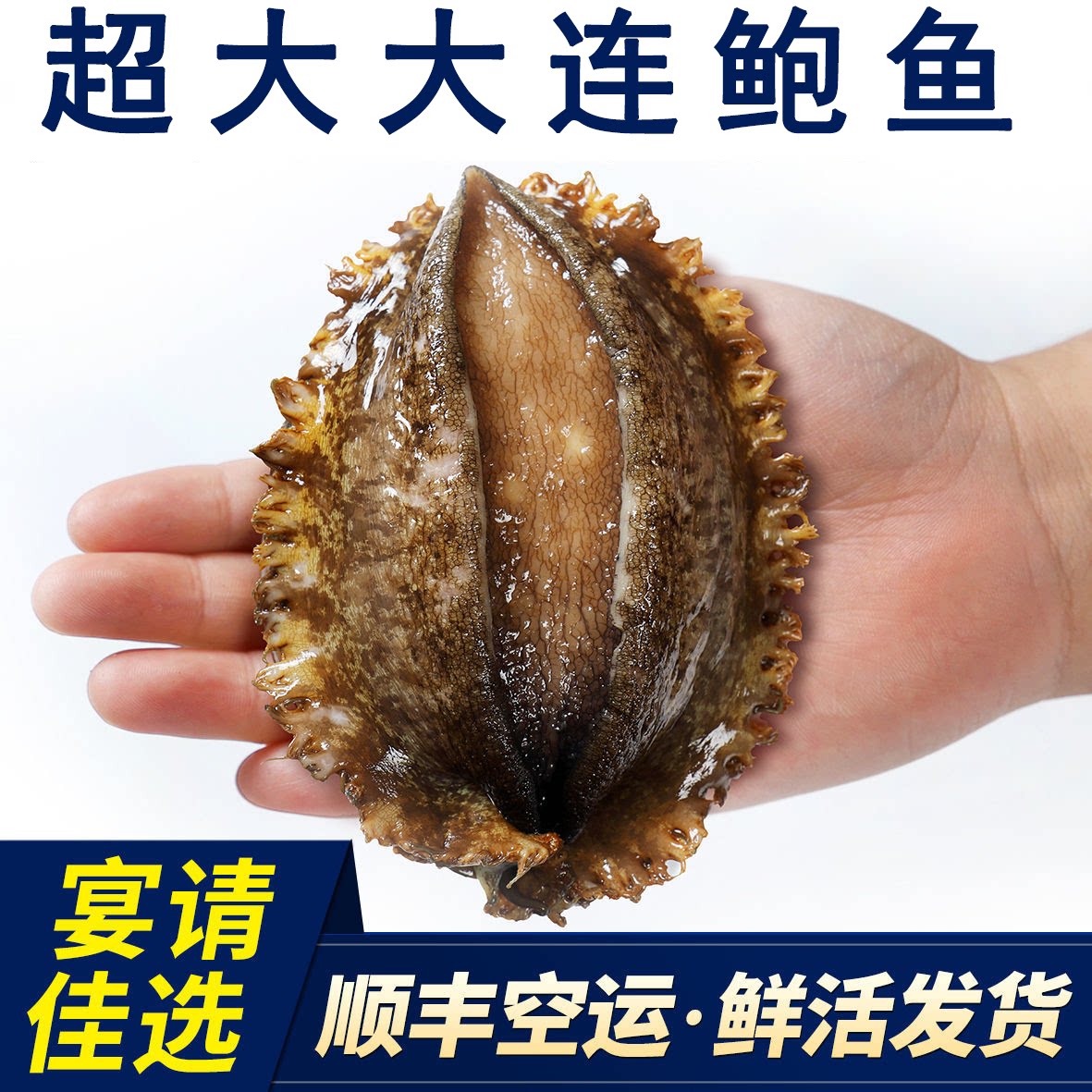 Dalian alive 5-6 head abalone wrinkled pan Bao seafood aquatic living body extra-large Bao fish 1 catty