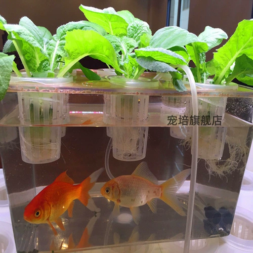 Объем пейзажей Черепаха