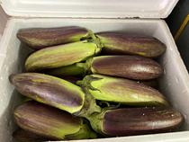Burmese frost-fall eggplant authentic glacier eggplant 15kg to 20kg in South China most of the country