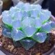 ນ້ ຳ ຕົກ jade ທີ່ຫາຍາກລະດັບສູງ succulents ສີຟ້າກະຈົກສີຟ້າທີ່ບໍ່ມີຮອຍແປ້ວຂອງ jade dew office desktop desktop ດອກໄມ້ potted ປ້ອງກັນລັງສີທີ່ສວຍງາມ