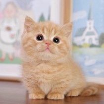 Chinese pastoral cat kitty orange cat cub domestic cat mixed-race cat cute three-flower cat black and white cat