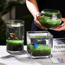 Fish Tank Water Grass Seed Microscape Water Grass Clay Creative Grass Clay Eco Cylinder Free of Home Water Grass Grass Vat Tabletop Sloth