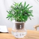 Cây thủy canh Fortune Wenzhu Green Luo Fugui Tre Cây xanh Trồng trong nhà Cây xanh Cây thủy tinh trong nhà Bình thủy tinh Gardenia - Vase / Bồn hoa & Kệ