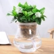 Cây thủy canh Fortune Wenzhu Green Luo Fugui Tre Cây xanh Trồng trong nhà Cây xanh Cây thủy tinh trong nhà Bình thủy tinh Gardenia - Vase / Bồn hoa & Kệ