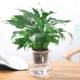 Cây thủy canh Fortune Wenzhu Green Luo Fugui Tre Cây xanh Trồng trong nhà Cây xanh Cây thủy tinh trong nhà Bình thủy tinh Gardenia - Vase / Bồn hoa & Kệ