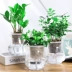 Cây thủy canh Fortune Wenzhu Green Luo Fugui Tre Cây xanh Trồng trong nhà Cây xanh Cây thủy tinh trong nhà Bình thủy tinh Gardenia - Vase / Bồn hoa & Kệ