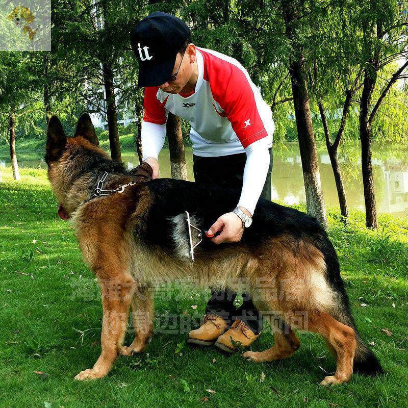 Dog nail harrowing comb with large dog dog large dog comb fur hair changing hair cosmetic needle comb gold Maud pasta moala