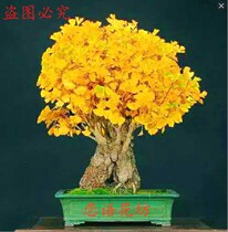 Gingko Miniature Bonsai White Fruit Tree Pile Potted Flowers Small Pint View Leaf Plant Boutique Bonsai Desk Bonsai