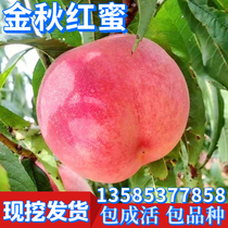 Golden autumn red peach seedlings fruit saplings potted planting in the north and south grafted live seedlings extra-large courtyard ground planting current year results