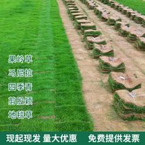 Lawn grass belt soil pruning garden green courtyard green grass grass belt soil