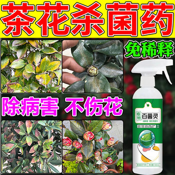 ຝຸ່ນ Camellia antiseptic ໃບຈຸດດ່າງດໍາເປັນສີເຫຼືອງຂອງພະຍາດໃບພືດພິເສດ chloroquine ພະຍາດດອກໄມ້ spray